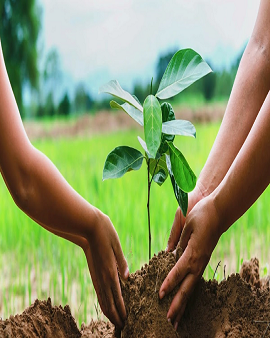 Environmental Projects