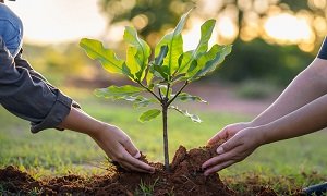Tree Plantation